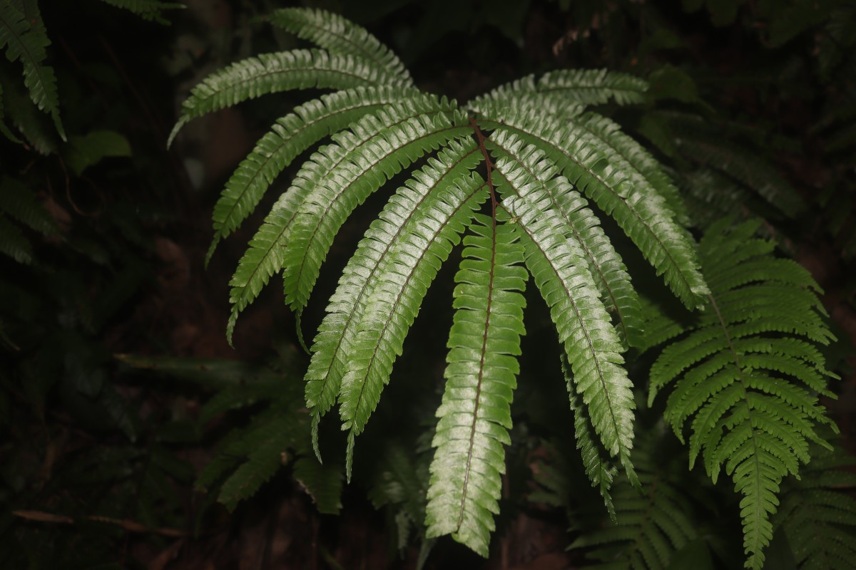 Adiantum pulverulentum L.